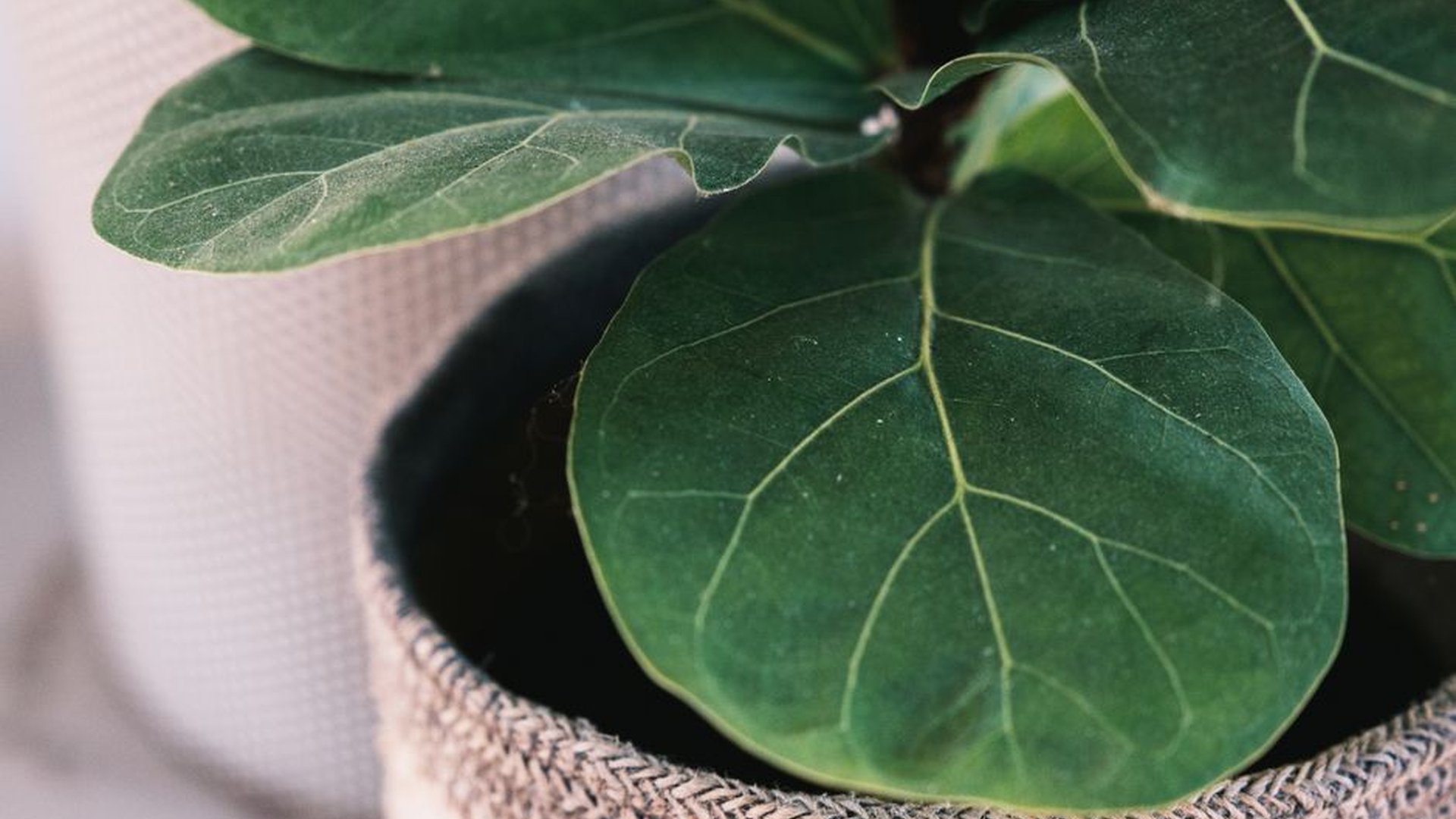 potted fiddle leaf fig ceramic planter hanging suc